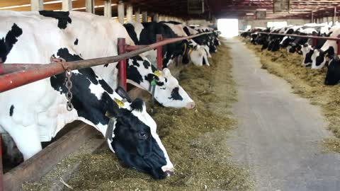 Cows eat sillage on farm