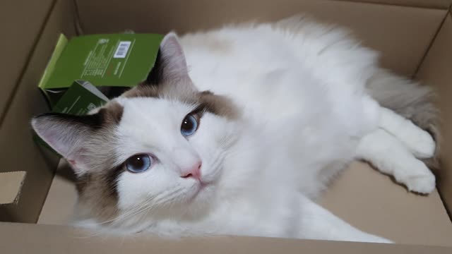 cat in the paper box