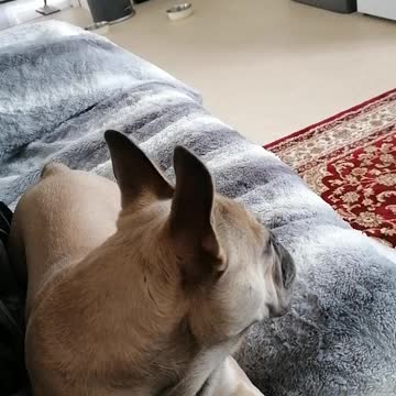 Enjoy the yakk stick