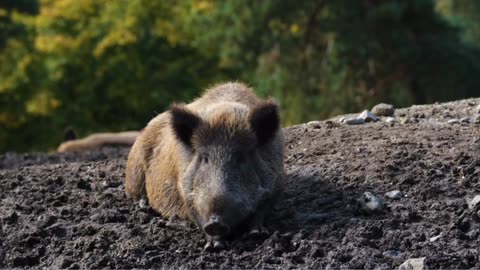 HAUNTED NEW ORLEANS MADAM LALAURIES MANOR