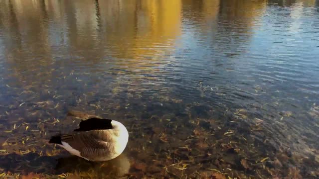 Ducks Getting Washed In Pure Lake Water