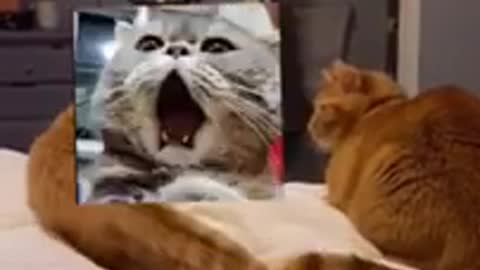 top Funny Cat's video