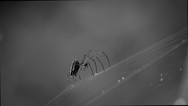 This spider in black and white is a poisonous spider.