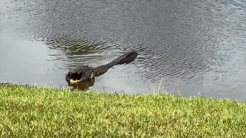 ALLIGATOR eats Big Fish in neighborhood pond!!