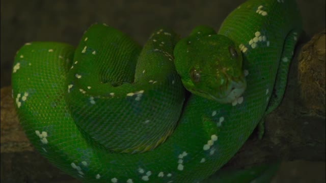 Gone green snake