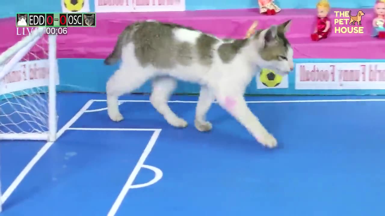 Funny Cat Playing Football - Kitten Play