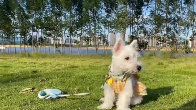 Do you really love puppies or does every puppy want to be patted on the head.