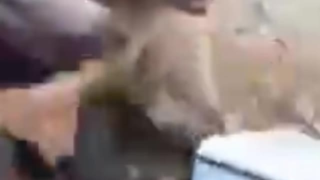 The bear was thrown over the cliff