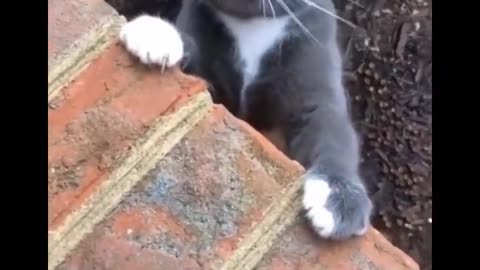 Funniest Cats - Don't try to hold back Laughter 😂 - Funny Cats