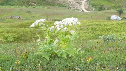 A SECTION OF HIGHLAND FLOWERS