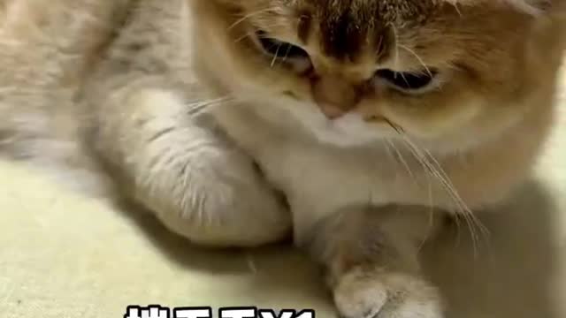 Funny cat videos 😺 Makes me laugh uncontrollably😹 cats have this ability!#12