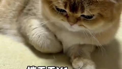 Funny cat videos 😺 Makes me laugh uncontrollably😹 cats have this ability!#12