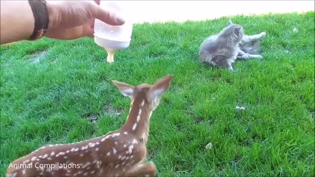 jumping and hopping baby deers