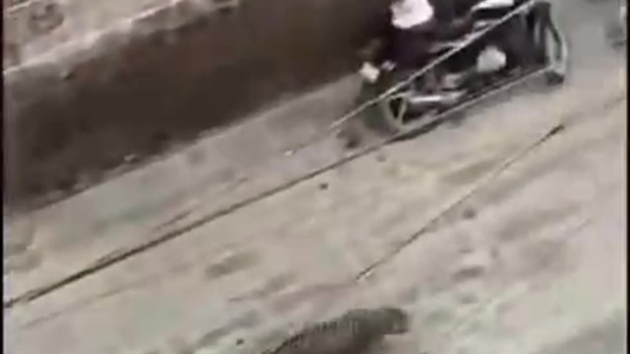 Tendua attack in city