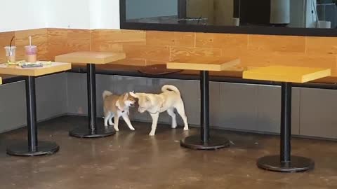 Tofu playing with Shiba dog