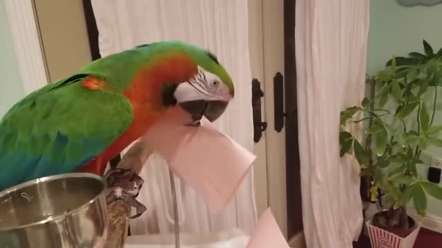 Parrots Reaction