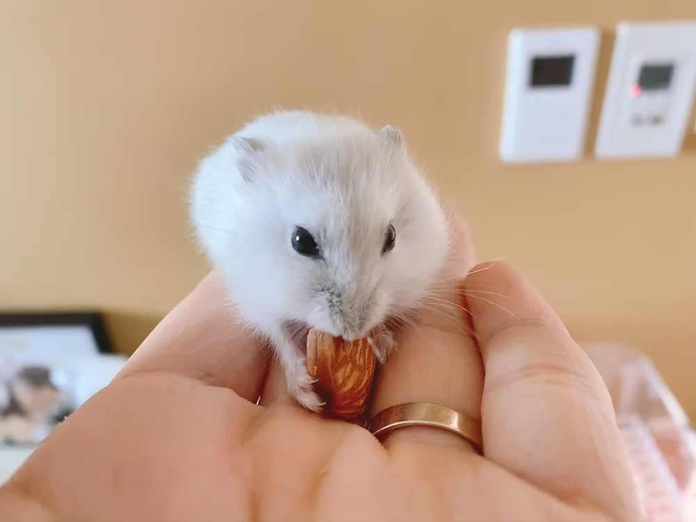 Cute hamster eating almond.