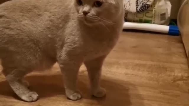 Top funny cate ever - try not to laugh (cat reaction really funny!)