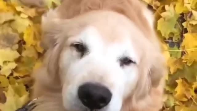 Happy Dog|❤️|