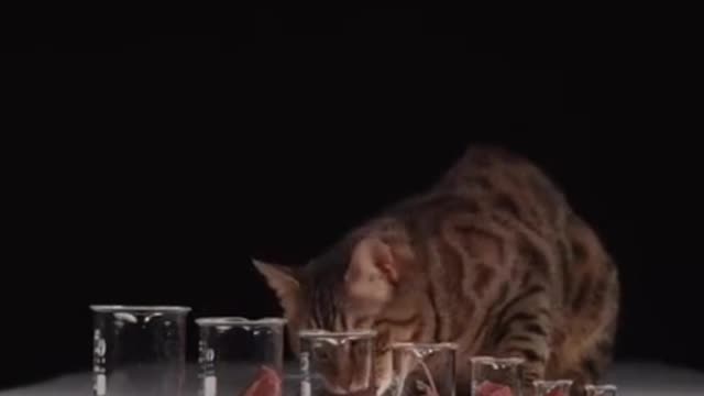 Did you ever think that cats eat their food in order?