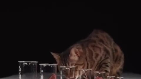 Did you ever think that cats eat their food in order?