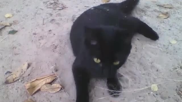 Gato preto fofinho, vem falar comigo, ele é manso [Nature & Animals]