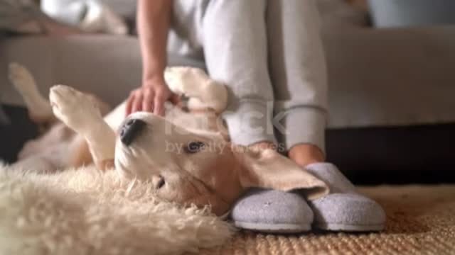 Dog playing with the owner