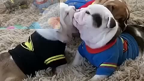 Super dog