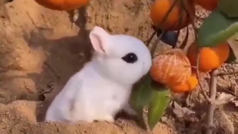 animal vedio