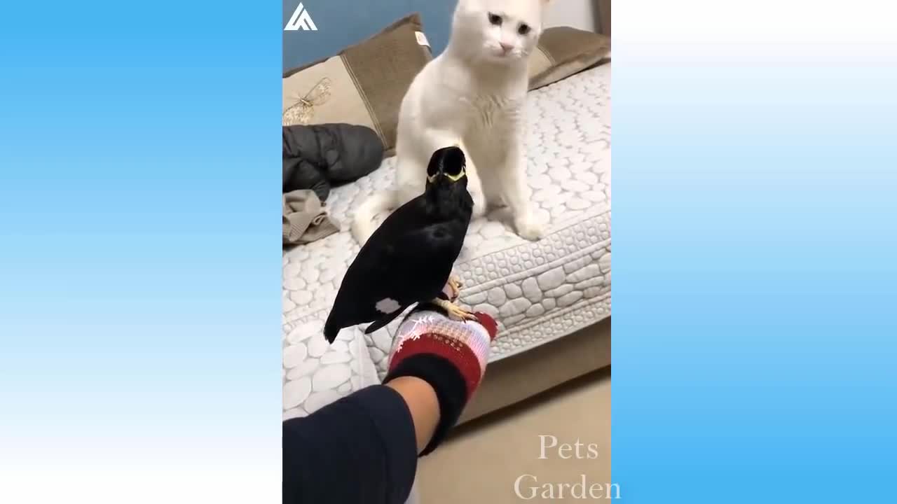 I heart pets 33