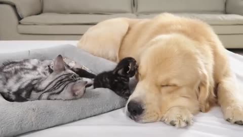 Mother Cat Introduces Newborn Kittens to the Golden Retriever who Raised Her