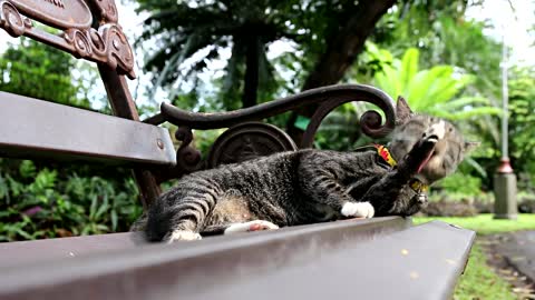 Cute Cat Playing In The Bench