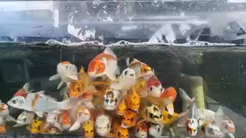 Koi fish collection