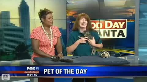 This TV reporter and cat repoting together/funny tv moment