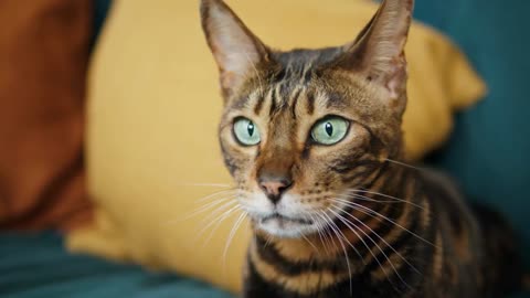 Bengal cat lying on sofa in living room