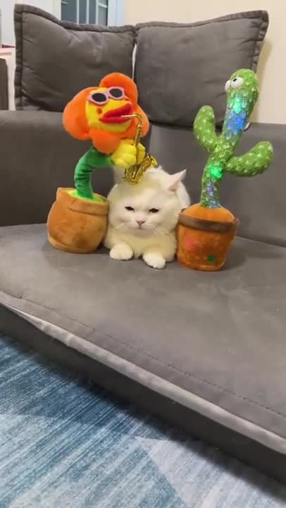 7.Cats and dogs _ cats meowing _ cats funny videos #shorts