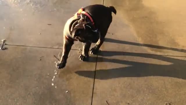 DOG PLAYING WITH WATER