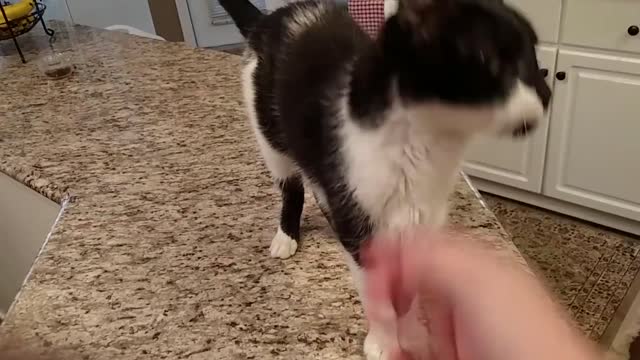 Cat has a crazy deep meow (Risi's Funny Cat)