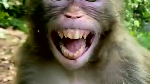 Amazing funny🤗 Monkey