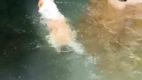 A dog that likes to swim