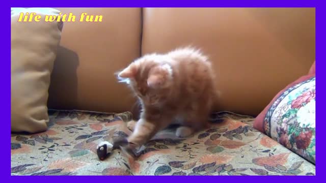 little kitten playing with his toy mouse (life with fun)