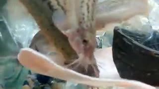 Loaches enjoying a bit of ham