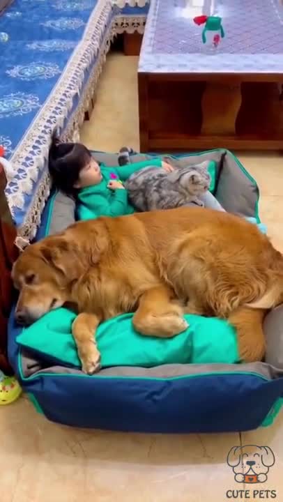 short funny video cat and dog