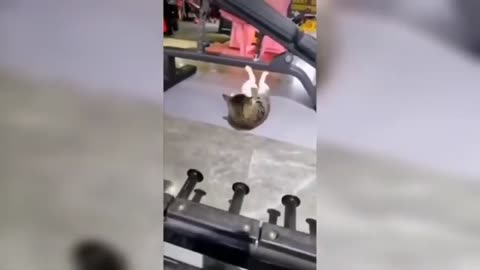 Funny Pets