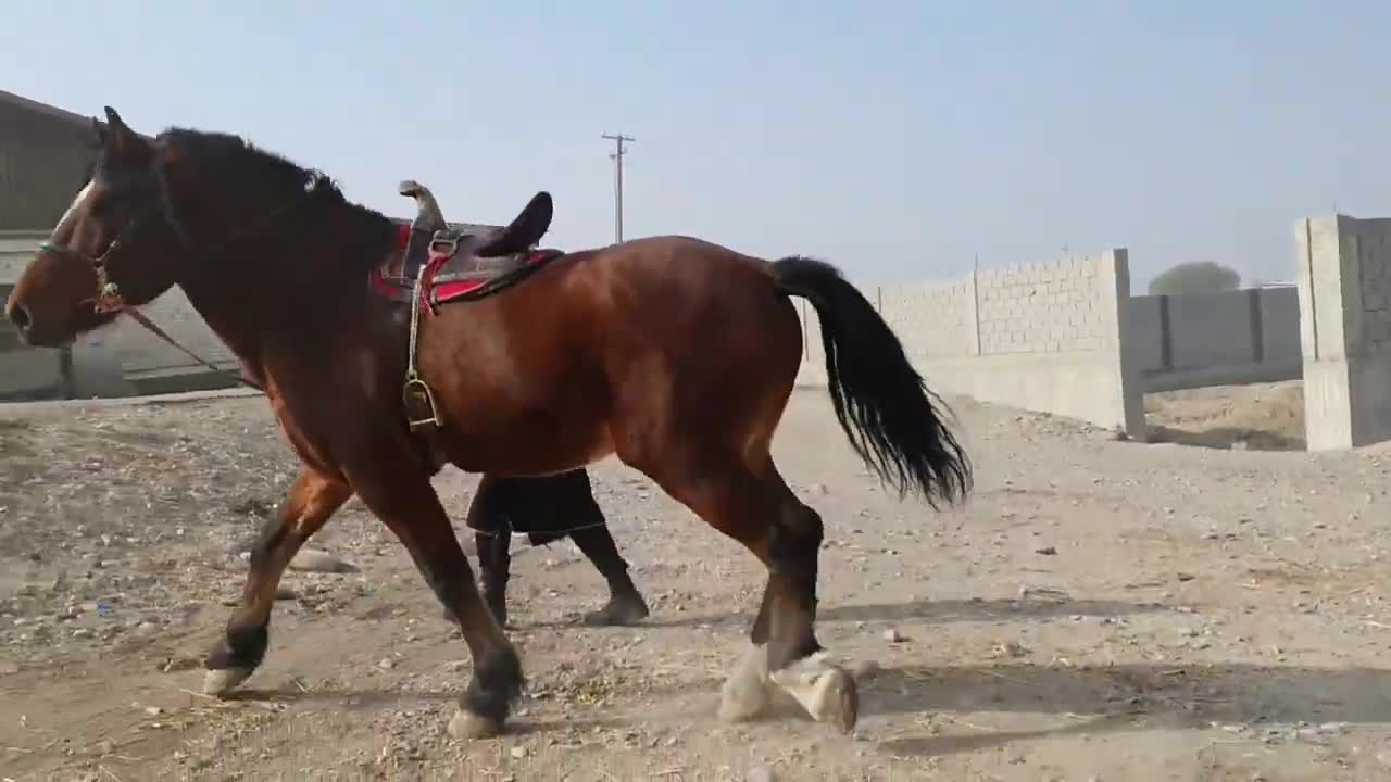 the most powerful horse in tajikistan