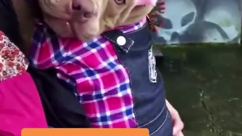 woman carrying dog on her back