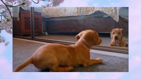 Cute Puppy Fighting Himself Through Mirror