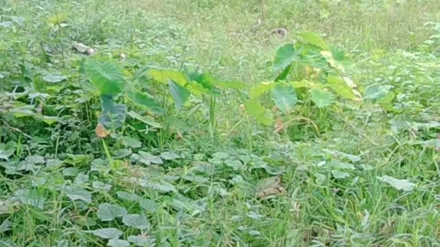 Funny Snakes Romans video/ Funny snakes video