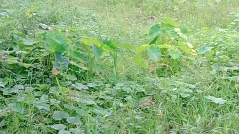 Funny Snakes Romans video/ Funny snakes video