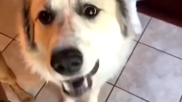 Dog tries mango for the first time, and loves it!